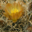 Pterocactus australis.png